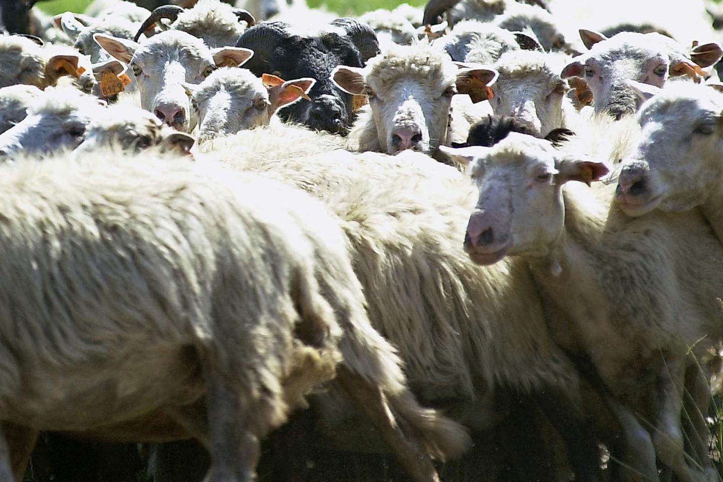Les agriculteurs français s’inquiètent de l’arrivée d’une nouvelle vague de fièvre catarrhale