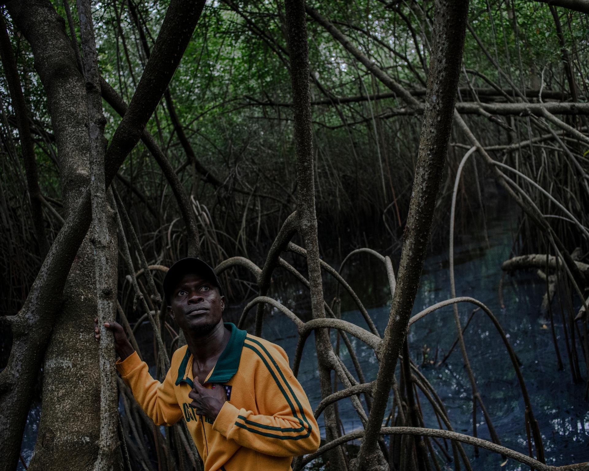 Gérard Djikpesse, tourist guide and voodoo dignitary, on the red mangroves (Rhizophora) in the protected and partially sacred Tobgin forest. Abomey-Calavi (Benin), June 17, 2024.