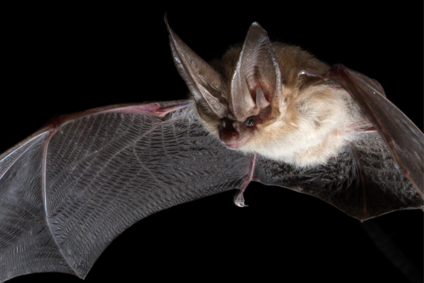 Aux Etats-Unis, la disparition des chauves-souris a accru l???usage des pesticides, augmentant la...