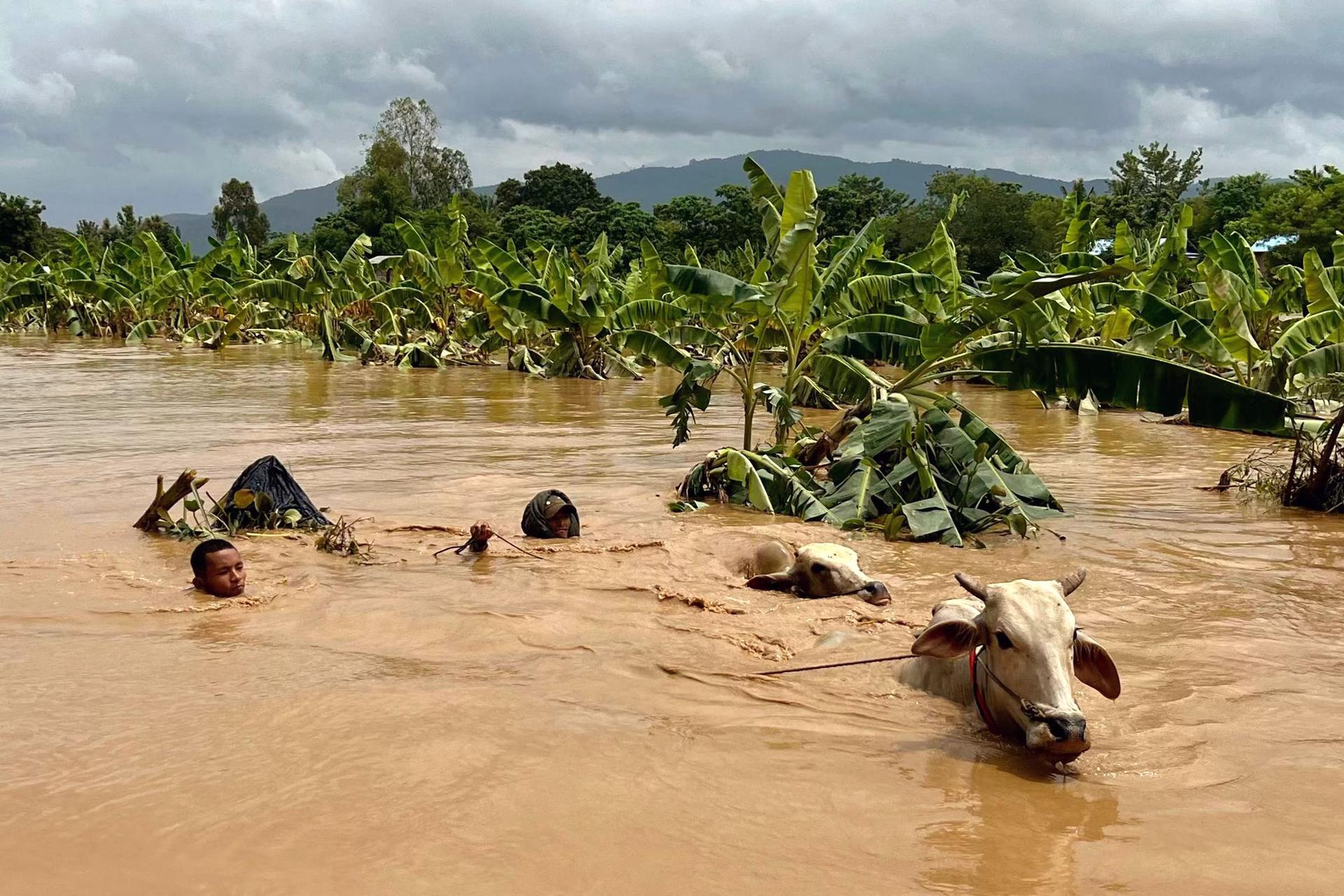 Two men guide cattle through floodwaters in the village of Sin Thay in Pyinmana, Naypyidaw region, Myanmar, September 13, 2024.