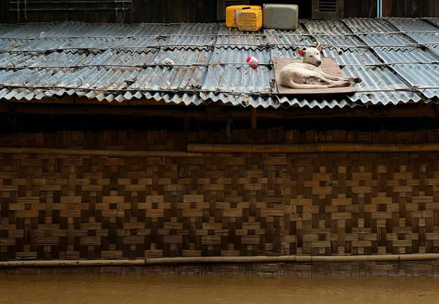 A dog rests on a roof above floodwaters in the village of Sin Thay in Pyinmana, Naypyidaw region, Myanmar, September 13, 2024.