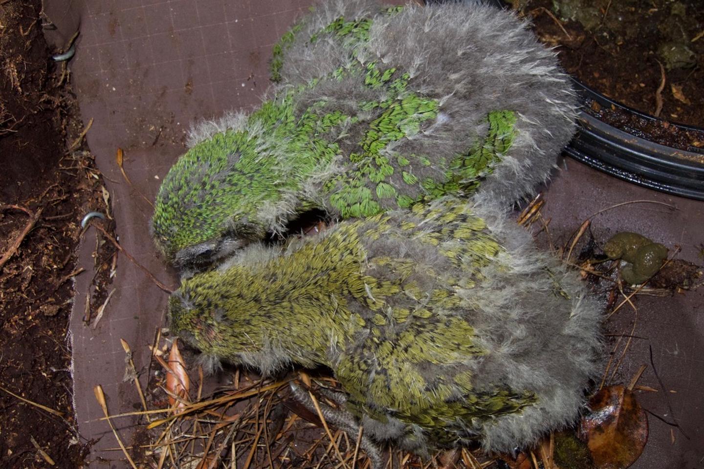 緑とオリーブ色の間で、カカポオウムの色はバランスが取れている