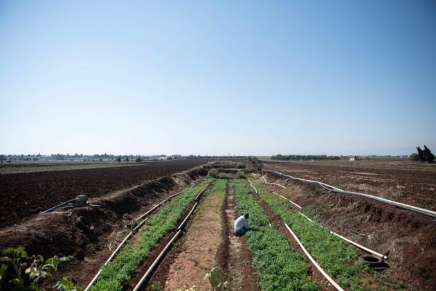 Mohamed (son prénom a été changé), sur son terrain agricole près de Qattiné, en Syrie, à l’été 2024.