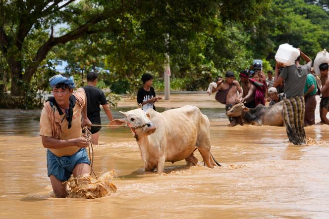 Les habitants tentent de se déplacer dans l'eau avec leurs vaches après les inondations à Naypyitaw le 14 septembre 2024.