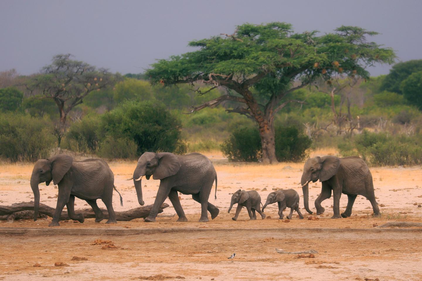 Killing elephants for their meat could solve two of Zimbawe&#039;s problems