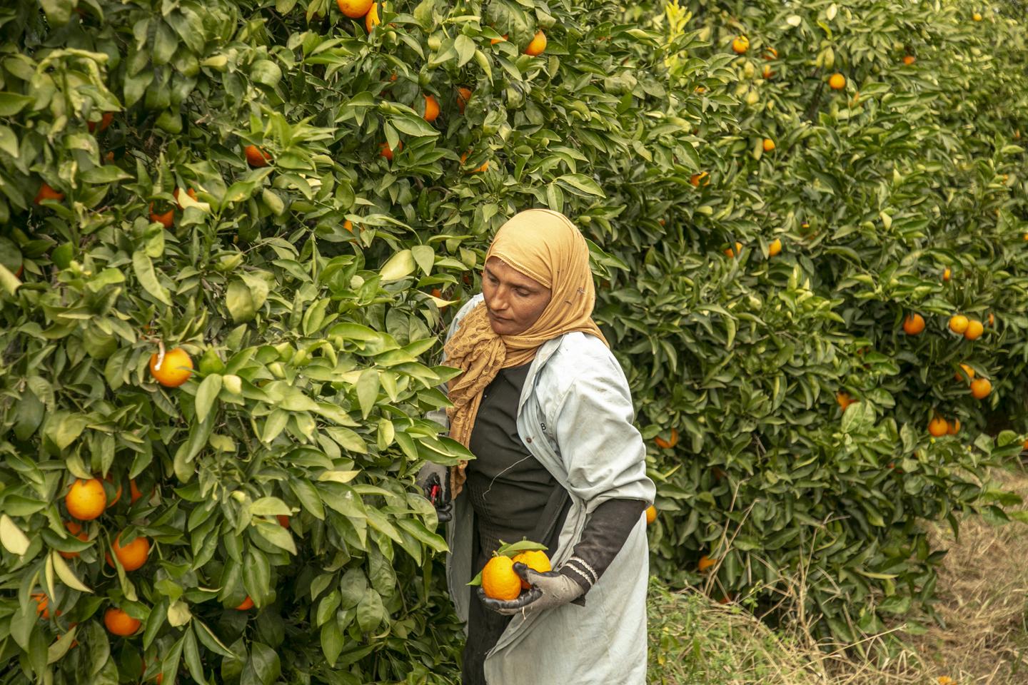 フランスは禁止物質の輸出を続けている…輸入された果物や野菜が戻ってくる