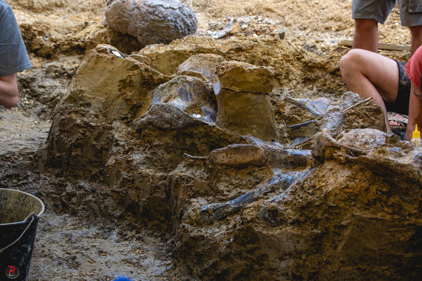 French paleontologists discover new herbivorous dinosaur