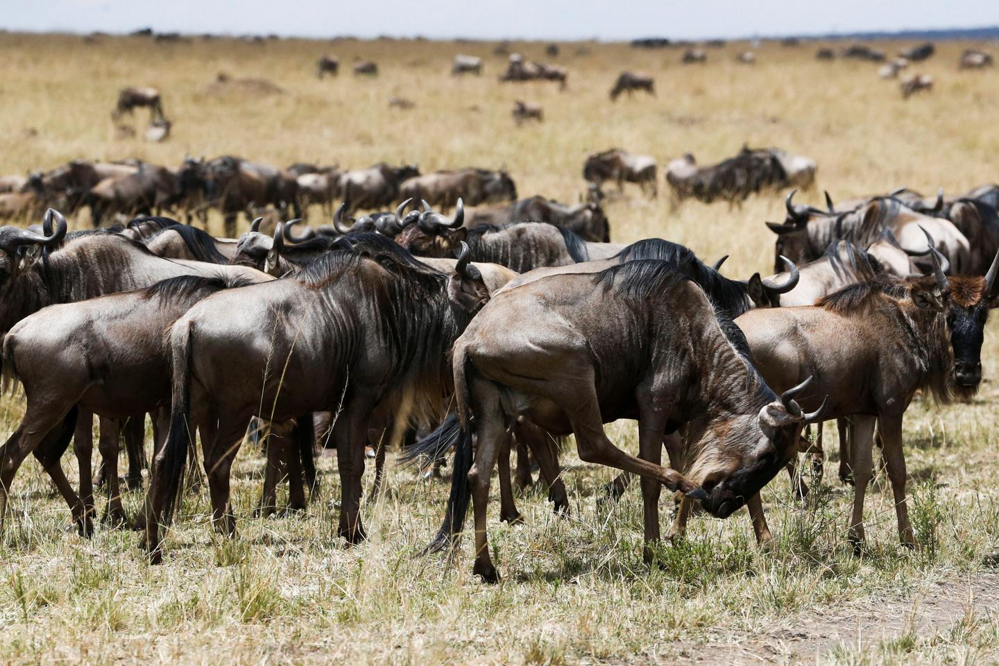 Climate change and human activity affect Serengeti Park animal migrations