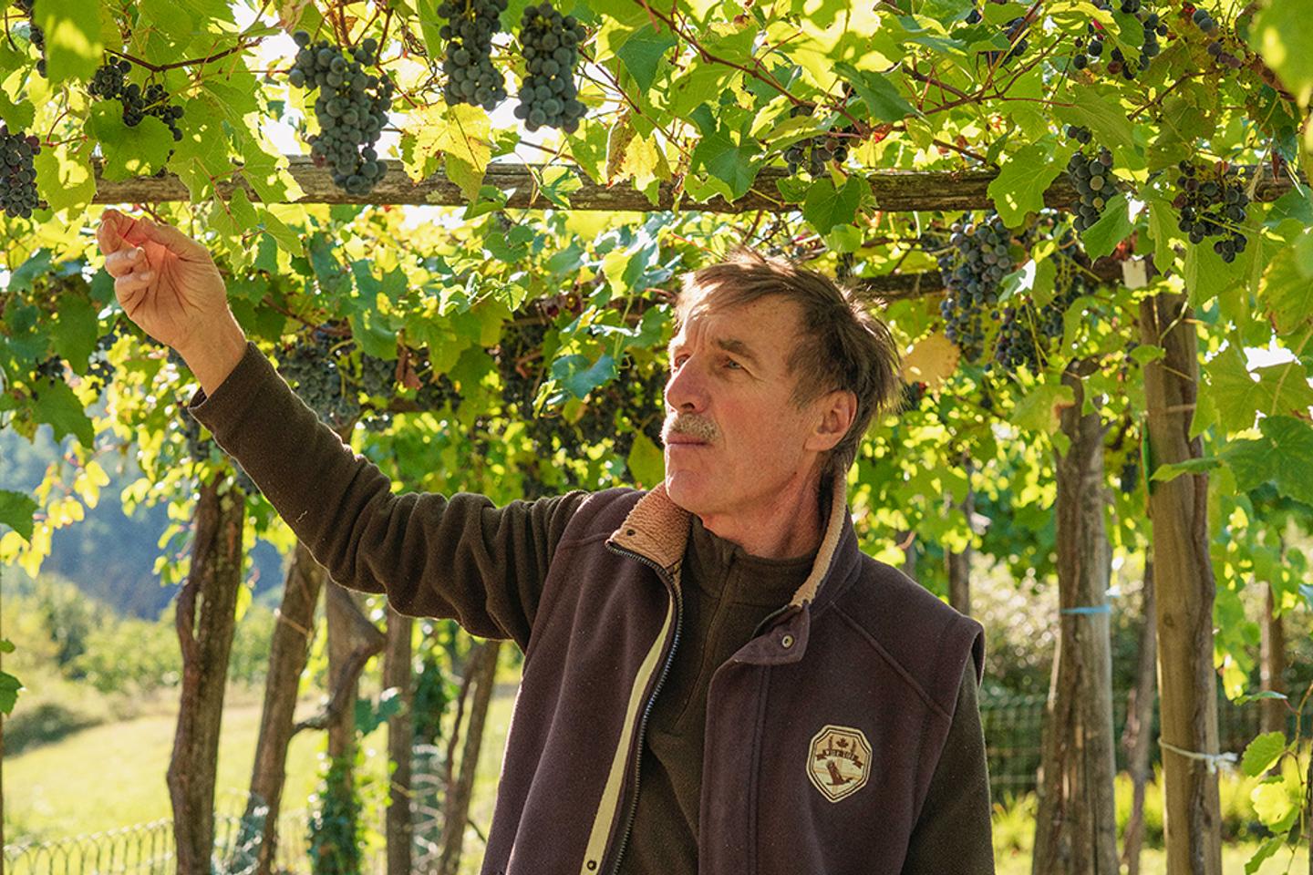In the Cévennes, 'forbidden' American grape varieties are hardier in the face of climate change