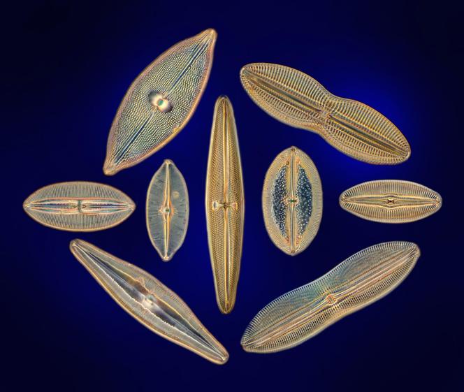 Diverses formes de diatomées Navicula.