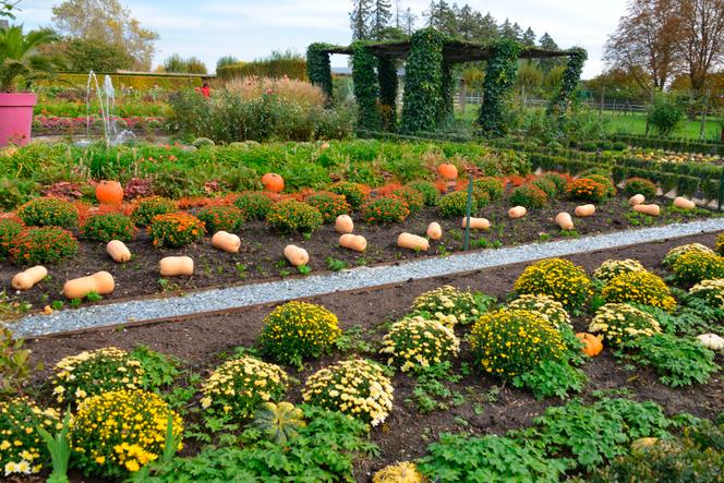 Les courges du potager.