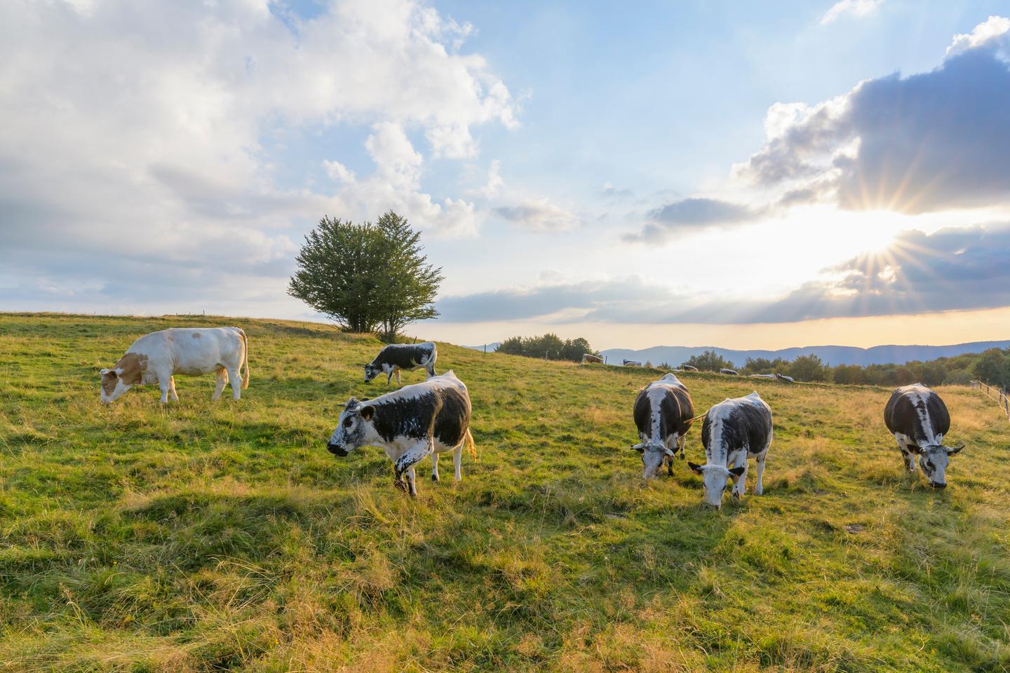 “La concentración es un obstáculo para el compromiso de las explotaciones agrícolas en la transición a la agroecología”