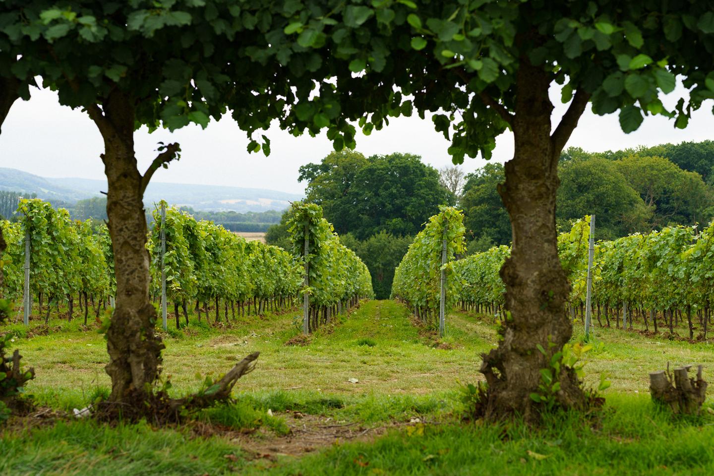 Champagne house Taittinger brings bubbles to Kent countryside – Technologist