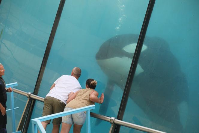 Au Marineland à Antibes (Alpes-Maritimes), le 22 juin 2023.