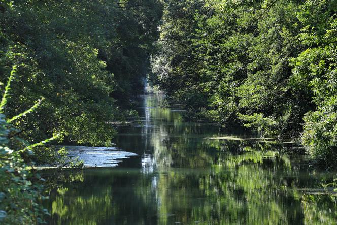 Vue du canal Rhin-Rhône à Artzenheim (Haut-Rhin), le 20 août, 2024.