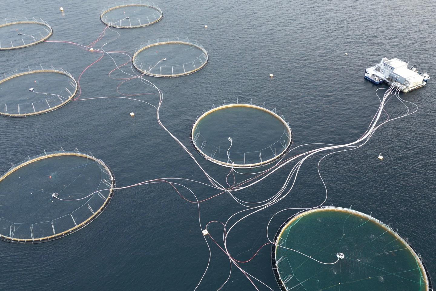 https://www.lemonde.fr/les-decodeurs/article/2024/10/14/l-elevage-intensif-de-saumon-une-bombe-ecologique-et-sociale-en-huit-chiffres_6351402_4355770.html social preview image