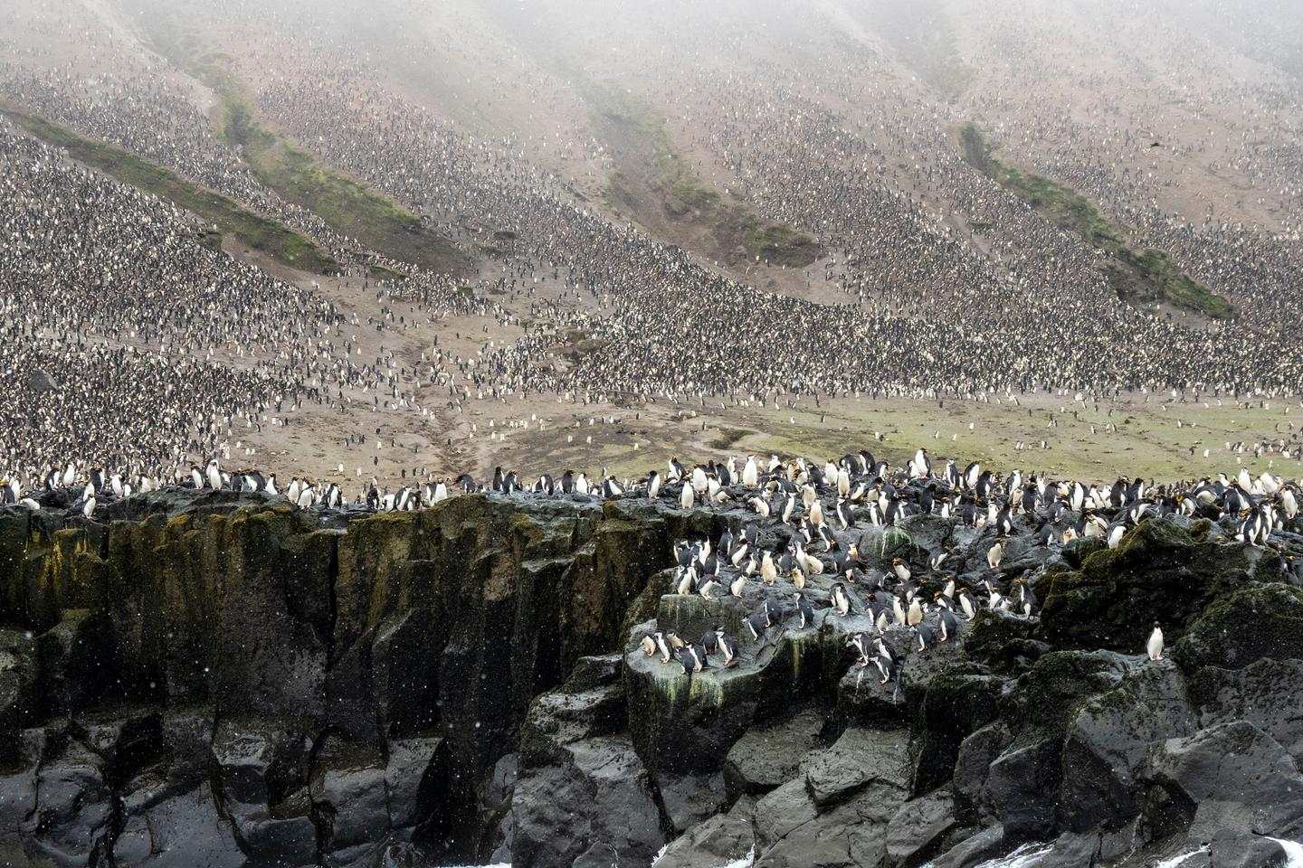 WWF report reveals wild vertebrate populations have declined 73% in 50 years