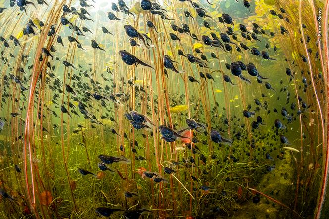 « L’Essaim de la vie », par Shane Gross, dans le lac Cedar, sur l’île de Vancouver, au Canada.