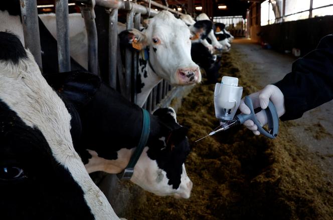 Um veterinário se prepara para injetar uma dose de vacina contra o vírus da língua azul (BTV) em uma vaca em uma fazenda em Saint-Hilaire-de-Chaléons (Loire-Atlantique), 11 de outubro de 2024.