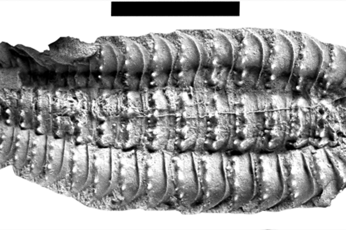 305 million years ago, a 2.6-meter-long centipede