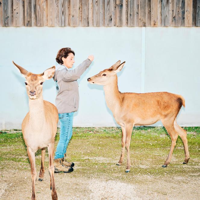 Les biches apparaissant dans le film « Bambi » et la coach animalière Muriel Bec, chez Animal Contact à Sury-aux-Bois (Loiret), le 14 octobre 2024.