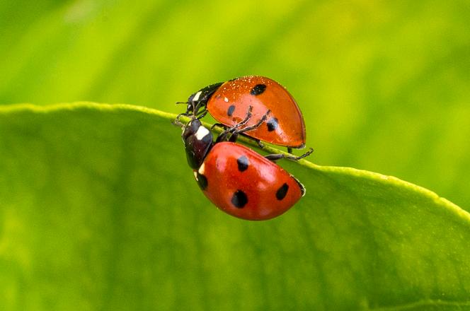 Des coccinelles sur des feuilles de pamplemousse, à Netanya, en Israël, en 2014.