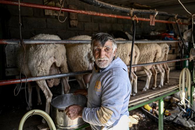 Le berger Yannis Karganis trait ses brebis dans sa ferme sur l’île égéenne de Naxos, le 11 novembre 2022.