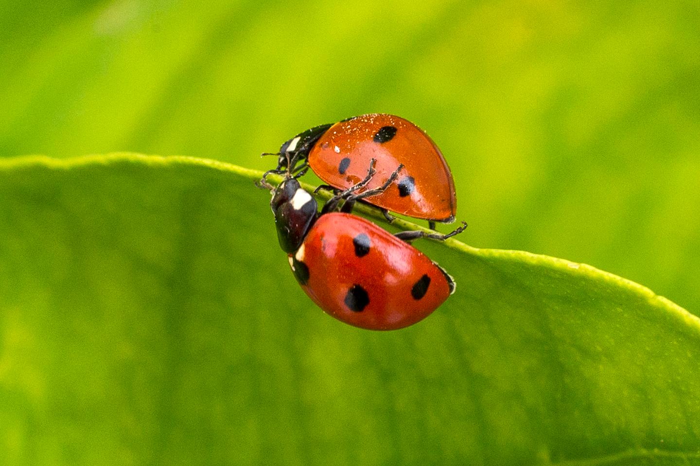 Imagem/foto