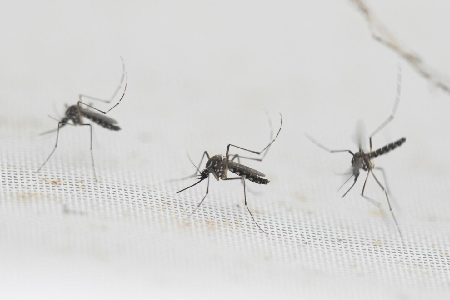 Dengue fever threatens mainland France