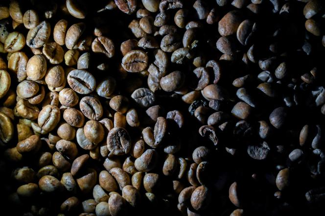 Des grains de café robusta avant d’être torréfiés selon les méthodes traditionnelles d’Aceh à Krueng Baroja Jaya, à la périphérie de Banda Aceh, le 1er octobre 2024.