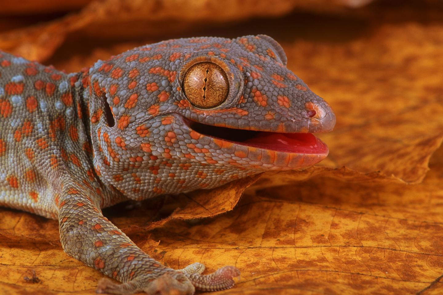 A sixth sense discovered in geckos