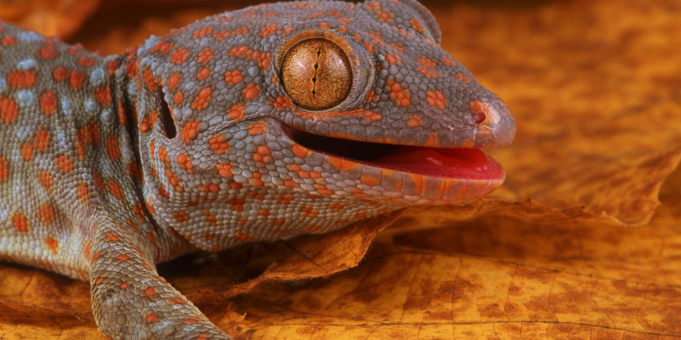 A sixth sense discovered in geckos