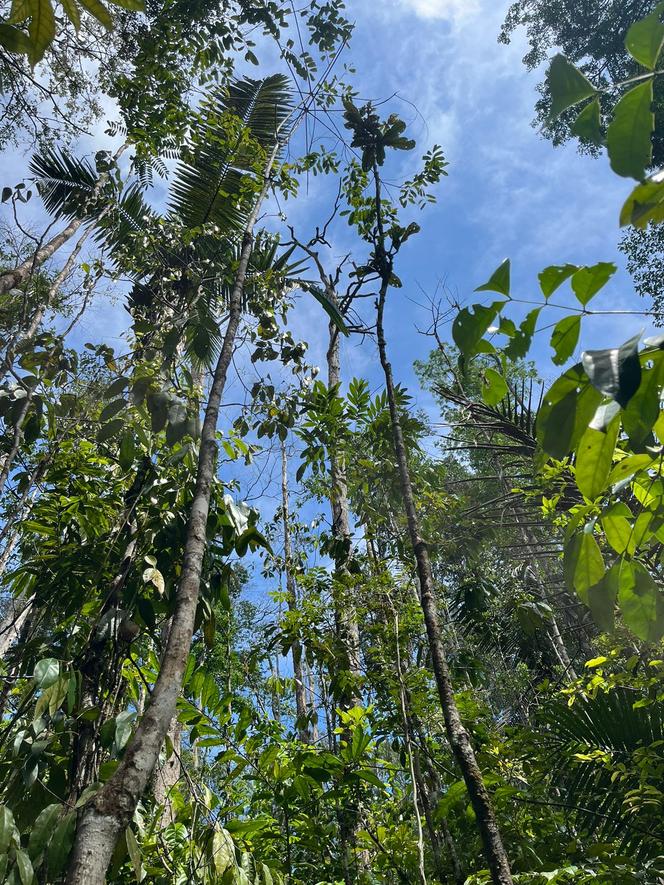 Des arbres défoliés en mauvaise santé, en dehors de la réserve de la Trinité, en Guyane, en septembre 2024.
