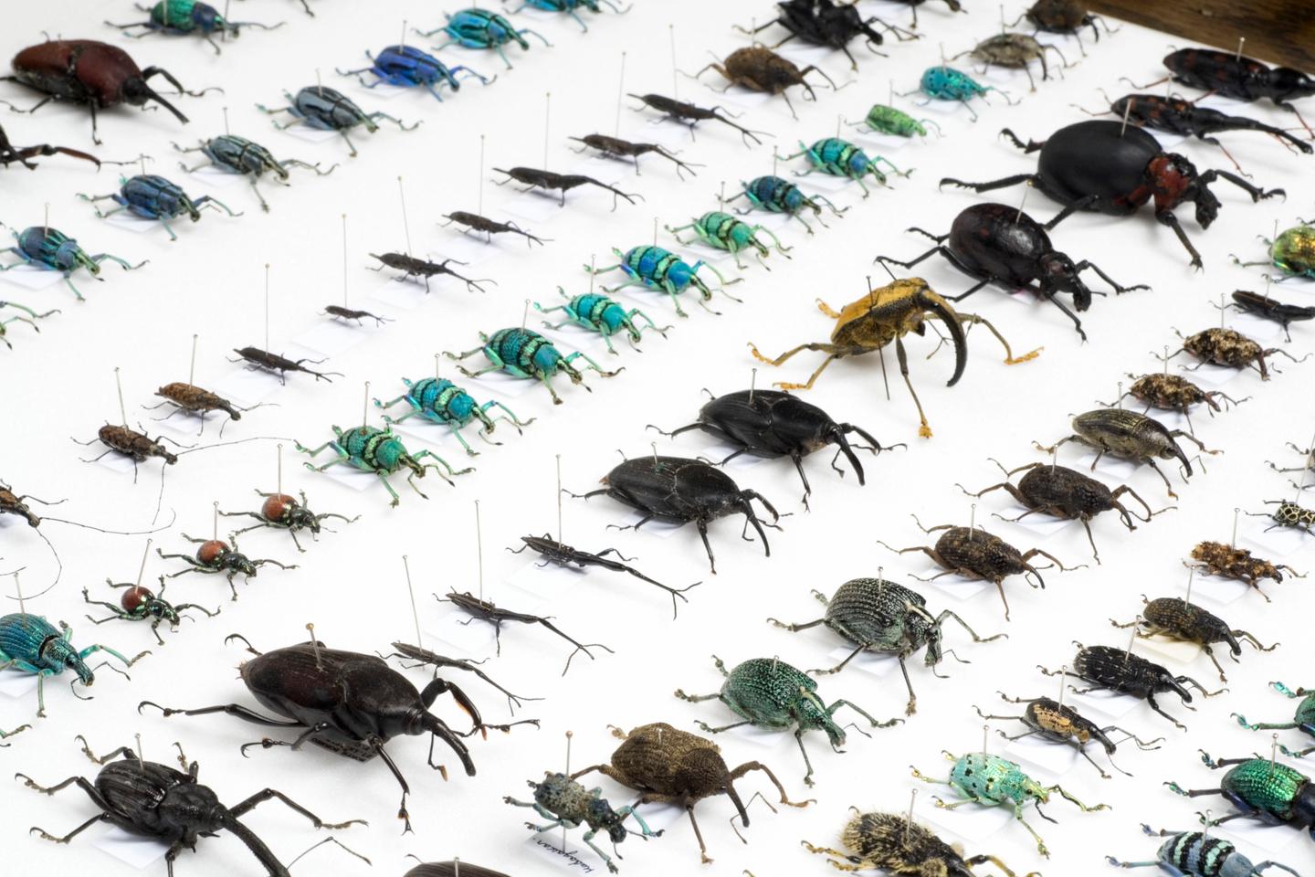 Insect population collapse is grossly underestimated by high-profile work
