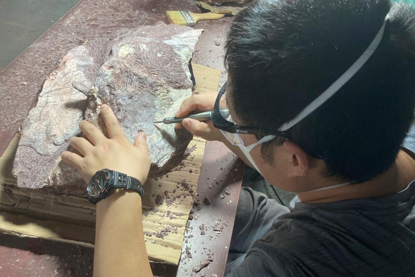 Dinosaur fossils discovered in Hong Kong for the first time