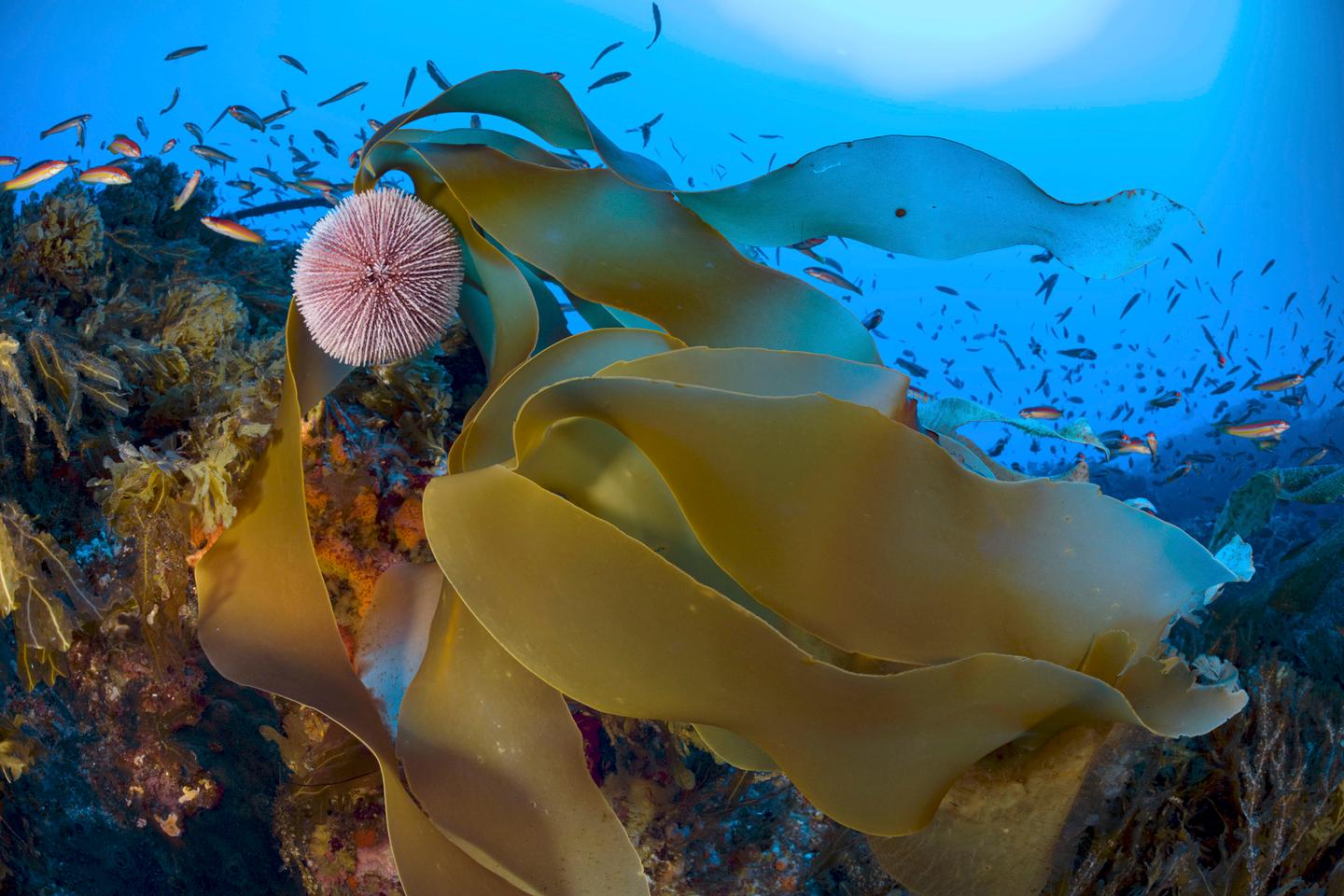 'It's raining fish!' Scientists aim to protect an underwater mountain in the Atlantic