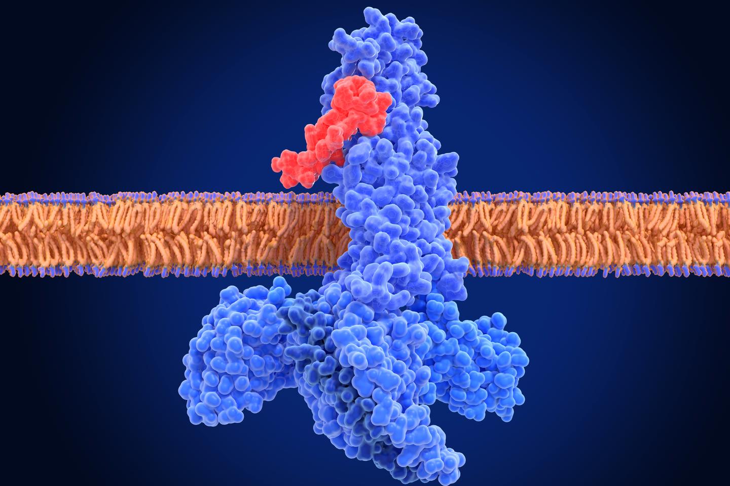 抗糖尿病薬は認知機能低下の進行を抑える可能性がある