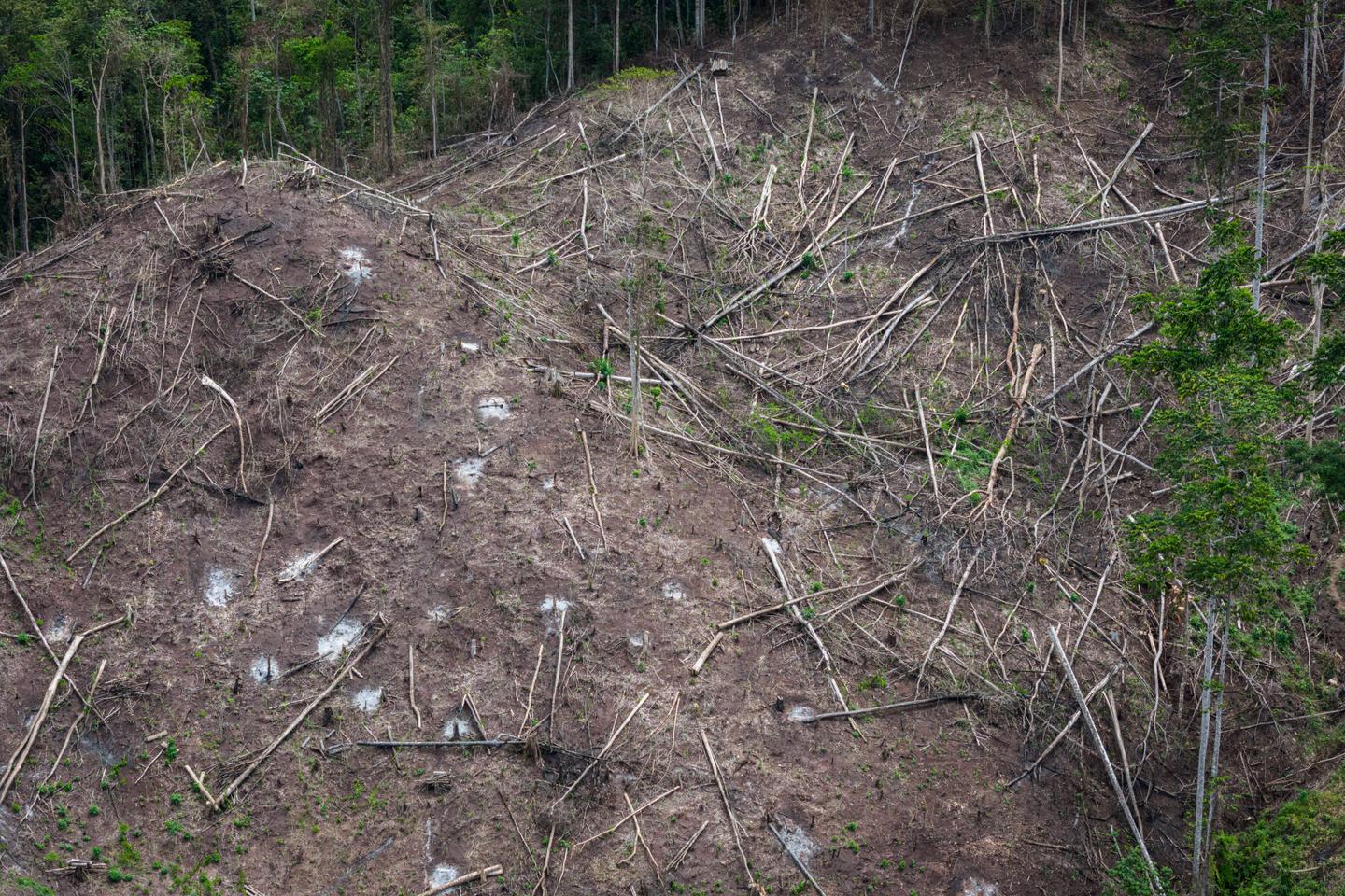 Loi contre la déforestation : onze pays de l’Union européenne jugent ses exigences « disproportionnées »