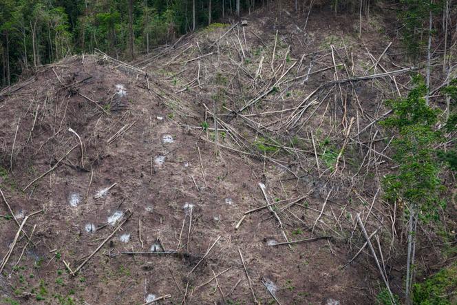 Zone de déforestation intense à Pohuwato (Indonésie), en octobre 2024.