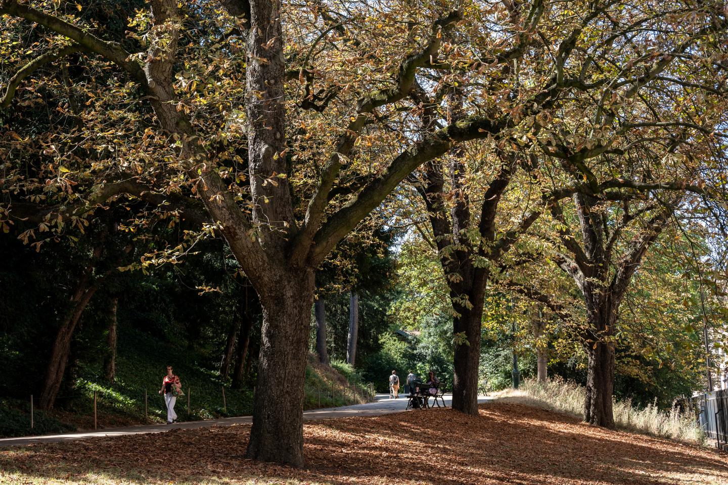 Over one in three tree species is at risk of extinction worldwide