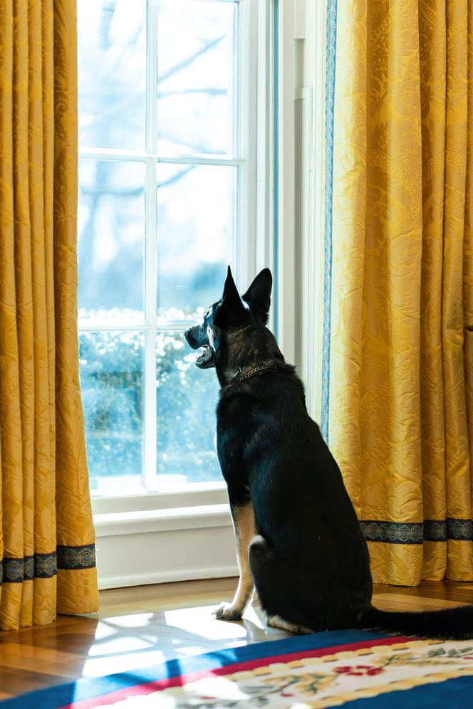 Major, US President Joe Biden's dog, in the Oval Office of the White House, Washington DC, January 28, 2021.
