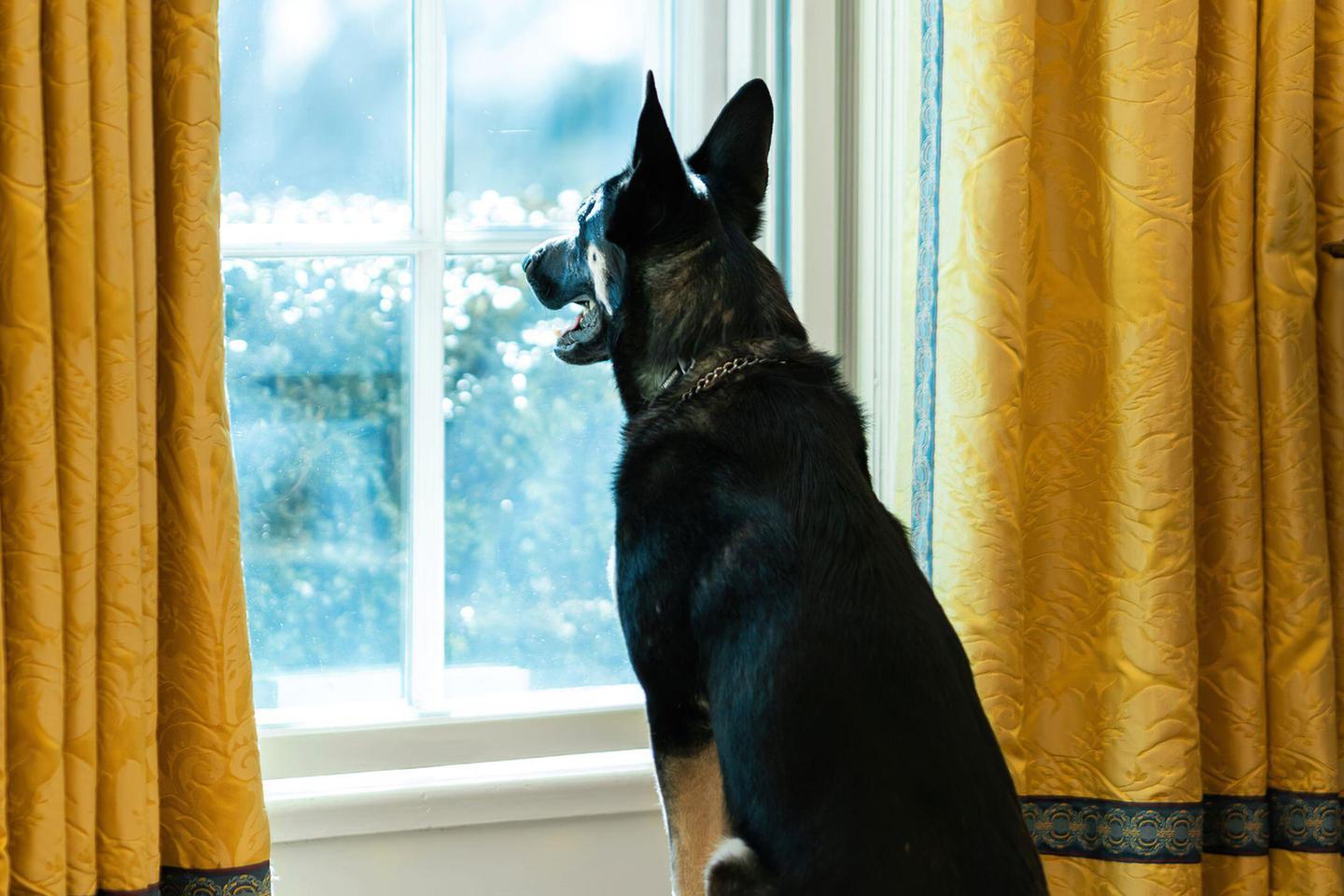 Pets on the campaign trail