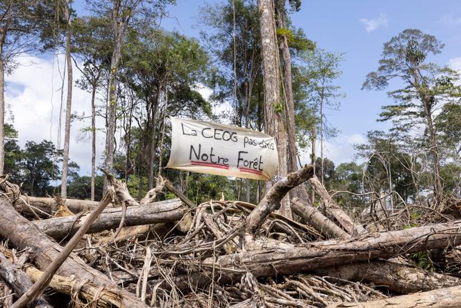 Forêt déboisée par la CEOG pour permettre la construction de la centrale électrique, près du village de Prospérité, en Guyane, le 22 mars 2023.