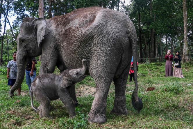 Um elefante de Sumatra nasceu há poucas horas, com sua mãe, Ngatini, de 24 anos, na segunda-feira, 4 de novembro de 2024, em Buluh Cina, no oeste da Indonésia.