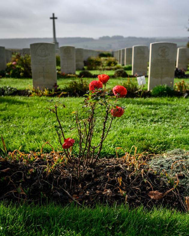 Remembrance roses in the Commonwealth War Graves Commission (CWGC) Thiepval Memorial military cemetery, October 30, 2024, Thiepval, Hauts-de-France region, France. 