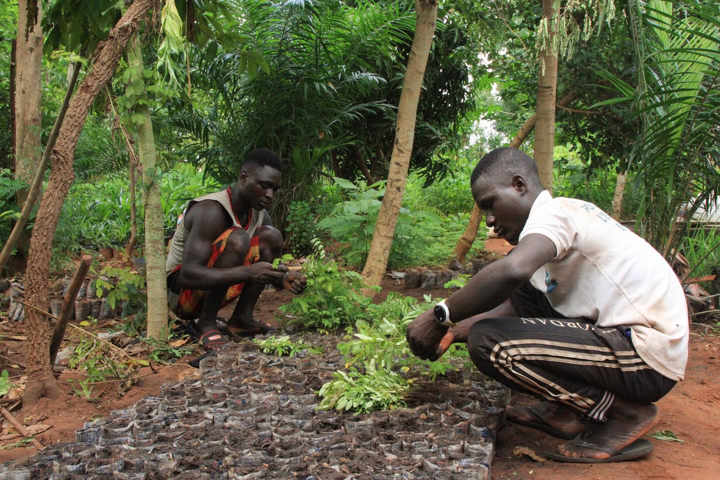 COP29: Africa sees itself as the hub of the future global market in pollution rights