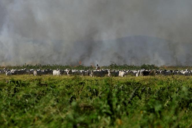 Un agriculteur éloigne son bétail d'un incendie à Corumba, Mato Grosso do Sul, Brésil, le 10 juin 2024.