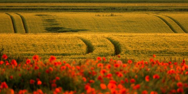 « Nous fournissons au monde entier les toxiques que nous interdisons dans nos fermes et nous acceptons de les voir revenir dans nos supermarchés »