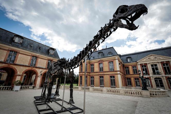 Esta fotografia mostra um esqueleto de dinossauro Apatossauro chamado