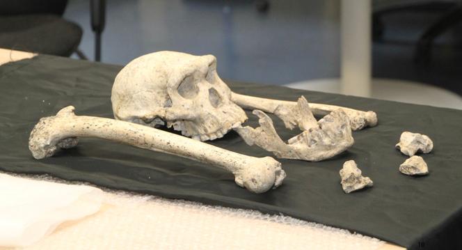 Fossile d’« Homo » quasi adulte du site de Dmanissi en Géorgie, daté d’environ 1,8 million d’années, scanné par l’European Synchrotron Radiation Facility.  